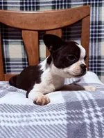 Prince, a male Boston Terrier for sale in Stockton, CA – 4 of 10