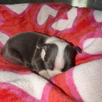 Luna, a female Boston Terrier for sale in Stockton, CA – Photo 3 of 7