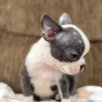 Luna, a female Boston Terrier for sale in Stockton, CA – Photo 4 of 7