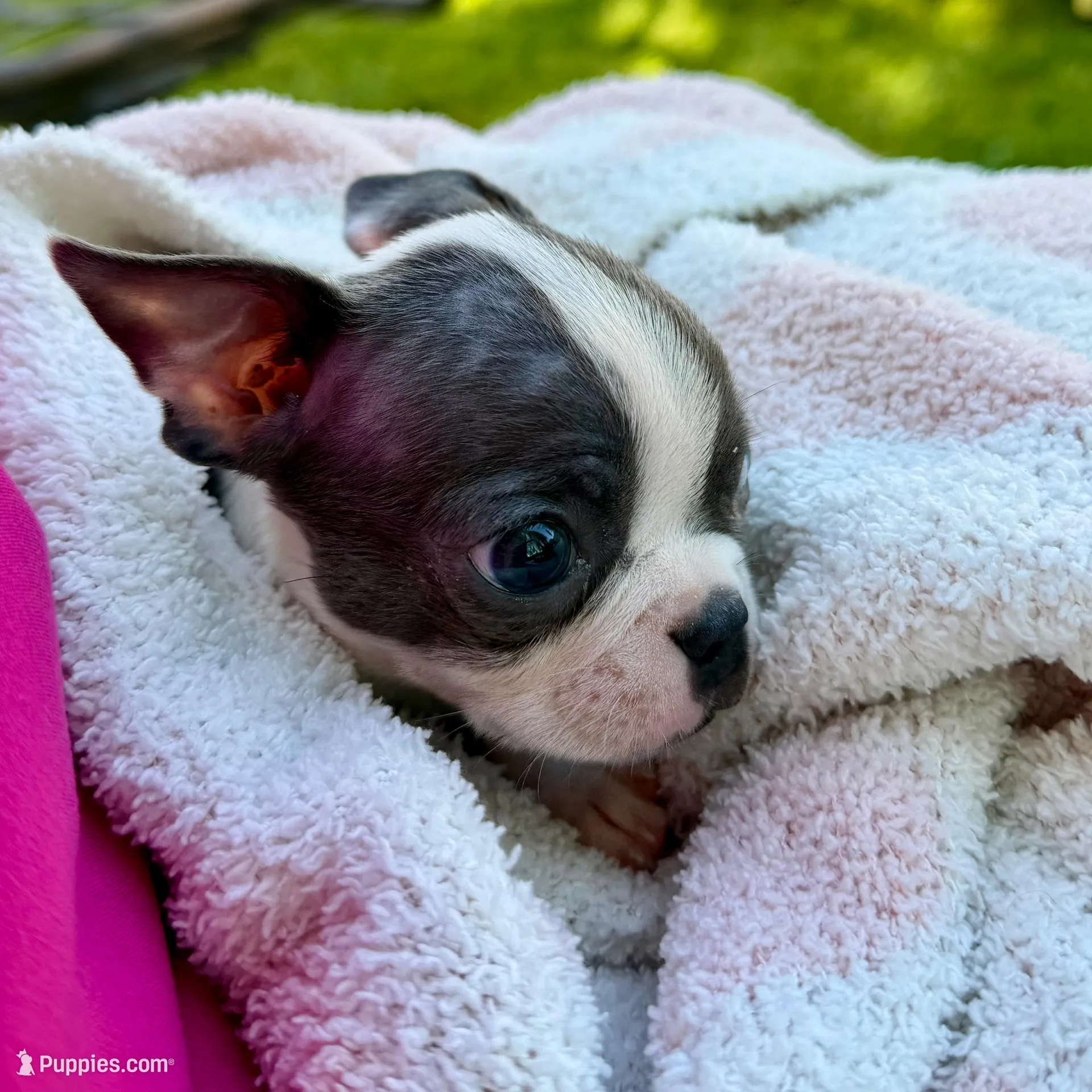 Luna – Boston Terrier puppy for sale in Stockton, CA