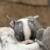 Luna, a female Boston Terrier for sale in Stockton, CA – Photo 6 of 7