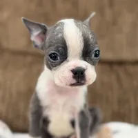 Luna, a female Boston Terrier for sale in Stockton, CA – Photo 5 of 7