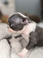 Luna, a female Boston Terrier for sale in Stockton, CA – Photo 7 of 7