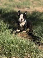 Bobo , a male Boston Terrier for sale in Stockton, CA – 2 of 6