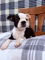Whimsy, a female Boston Terrier for sale in Stockton, CA – 3 of 6