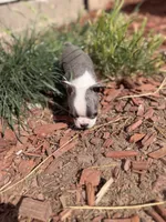 Indigo , a male Boston Terrier for sale in Stockton, CA – 2 of 3