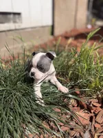 💙 Atlas – Blue-Eyed Purebred Boston Terrier, a male Boston Terrier for sale in Stockton, CA – 2 of 3