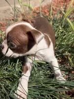Brownie , a male Boston Terrier for sale in Stockton, CA – 2 of 5