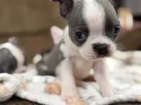 Prince Charming 👑 , a male Boston Terrier for sale in Stockton, CA – Photo 2 of 3