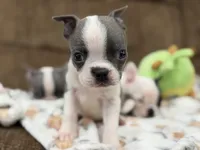 Prince Charming 👑 , a male Boston Terrier for sale in Stockton, CA – Photo 1 of 3
