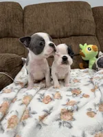 Prince Charming 👑 , a male Boston Terrier for sale in Stockton, CA – Photo 3 of 3