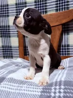 Prince, a male Boston Terrier for sale in Stockton, CA – 10 of 10
