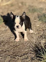 Bailey , a female Boston Terrier for sale in Stockton, CA – 2 of 2