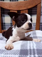 Prince, a male Boston Terrier for sale in Stockton, CA – 5 of 10