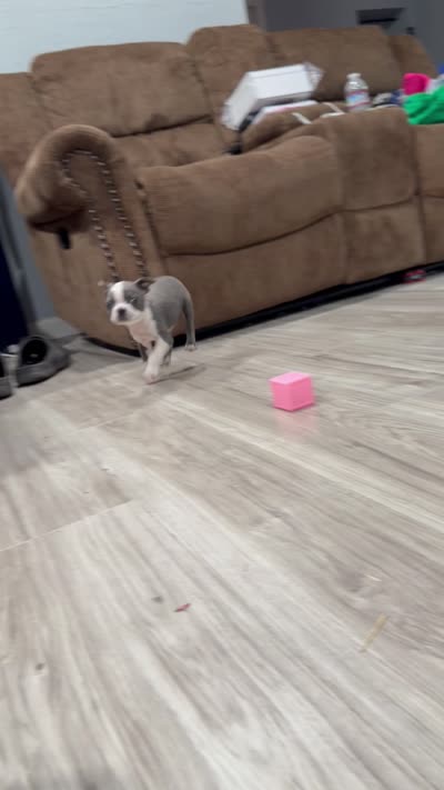 Indigo , a male Boston Terrier for sale in Stockton, CA – 4 of 4
