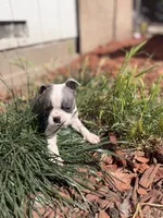 💙 Atlas – Blue-Eyed Purebred Boston Terrier, a male Boston Terrier for sale in Stockton, CA – 3 of 3