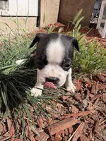 Millie, a female Boston Terrier for sale in Stockton, CA – 2 of 5