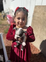 Sterling , a male Boston Terrier for sale in Stockton, CA – 4 of 4