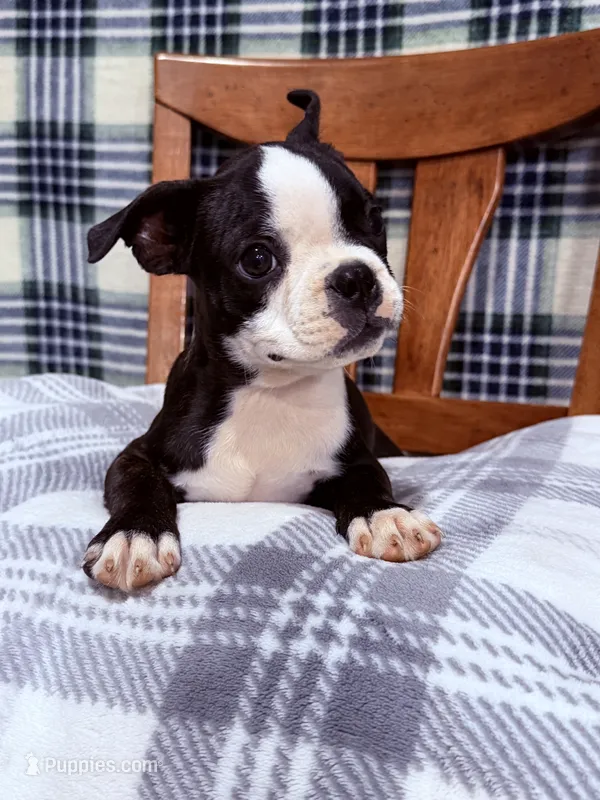 Bobo  – Boston Terrier puppy for sale in Stockton, CA