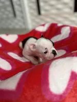 Spot, a male Boston Terrier for sale in Stockton, CA – Photo 1 of 4