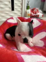 Spot, a male Boston Terrier for sale in Stockton, CA – Photo 4 of 4