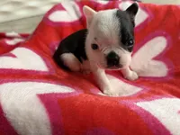 Spot, a male Boston Terrier for sale in Stockton, CA – Photo 3 of 4