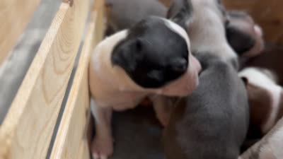 Millie, a female Boston Terrier for sale in Stockton, CA – 3 of 5