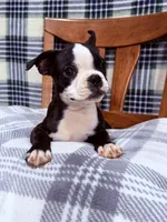 Bobo , a male Boston Terrier for sale in Stockton, CA – 2 of 9