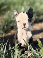 Bobby, a male Boston Terrier for sale in Stockton, CA – 2 of 7