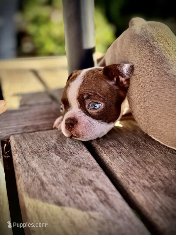 Brownie  – Boston Terrier puppy for sale in Stockton, CA