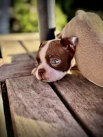 Brownie , a male Boston Terrier for sale in Stockton, CA – 1 of 5