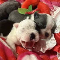 Bostie, a male Boston Terrier for sale in Stockton, CA – Photo 2 of 4