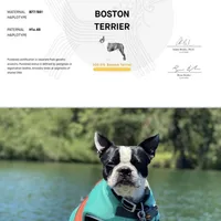 Bostie, a male Boston Terrier for sale in Stockton, CA – Photo 4 of 4
