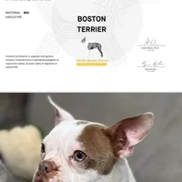 Bostie, a male Boston Terrier for sale in Stockton, CA – Photo 3 of 4