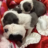 Bostie, a male Boston Terrier for sale in Stockton, CA – Photo 1 of 4