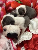 processed/38f5d94b-0a21-47e3-abe2-3a64f362fa37/listing/b8227125-06b8-4bd8-9ccf-e92b4afc1046/dd2cf6f0-45f7-4783-ad3e-823b0af6c4e0