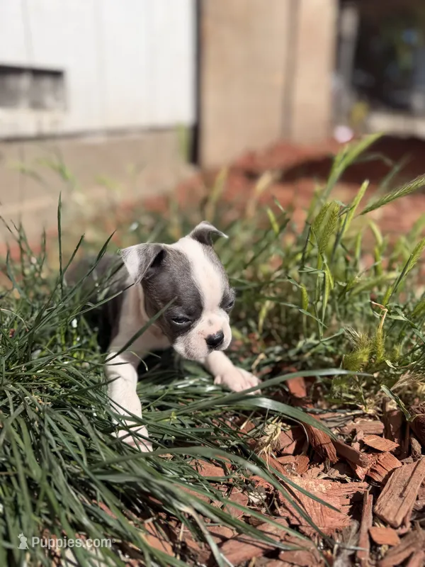 💙 Atlas – Blue-Eyed Purebred Boston Terrier – Boston Terrier puppy for sale in Stockton, CA