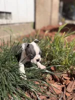 💙 Atlas – Blue-Eyed Purebred Boston Terrier, a male Boston Terrier for sale in Stockton, CA – 1 of 3