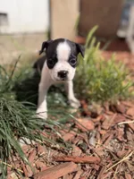 Millie, a female Boston Terrier for sale in Stockton, CA – 5 of 5