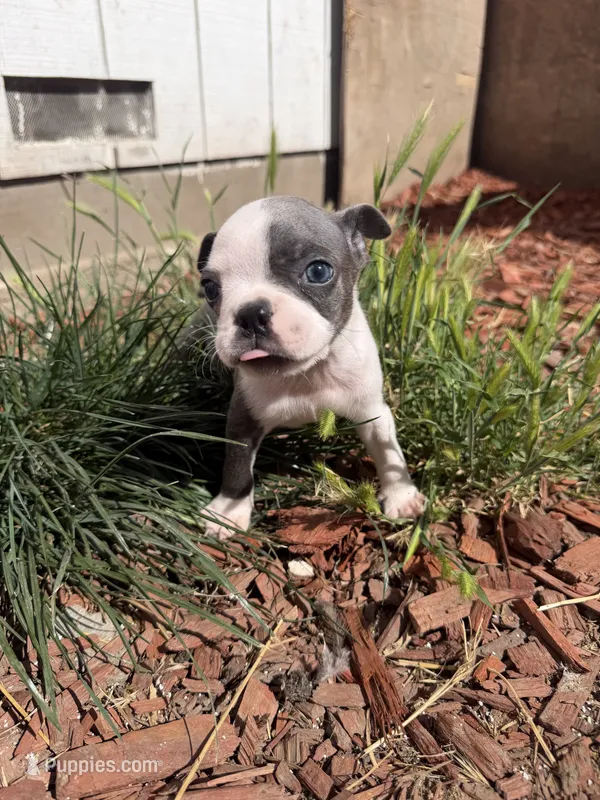 Sterling  – Boston Terrier puppy on hold in Stockton, CA