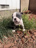 Sterling , a male Boston Terrier for sale in Stockton, CA – 1 of 4