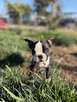 Bobo , a male Boston Terrier for sale in Stockton, CA – 3 of 6