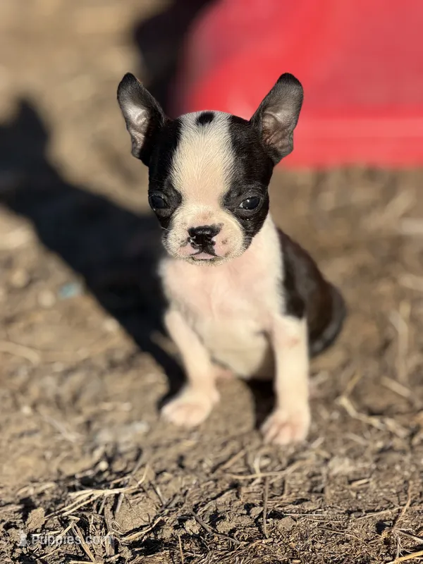 Bailey  – Boston Terrier puppy for sale in Stockton, CA