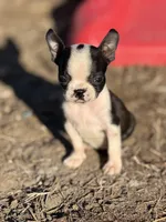 Bailey , a female Boston Terrier for sale in Stockton, CA – 1 of 2