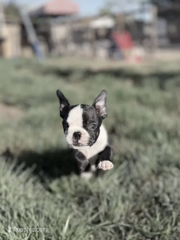 Bobo  – Boston Terrier puppy for sale in Stockton, CA