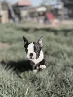 Bobo , a male Boston Terrier for sale in Stockton, CA – 1 of 6
