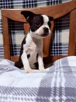 Prince, a male Boston Terrier for sale in Stockton, CA – 3 of 10