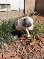 Sterling , a male Boston Terrier for sale in Stockton, CA – 3 of 4
