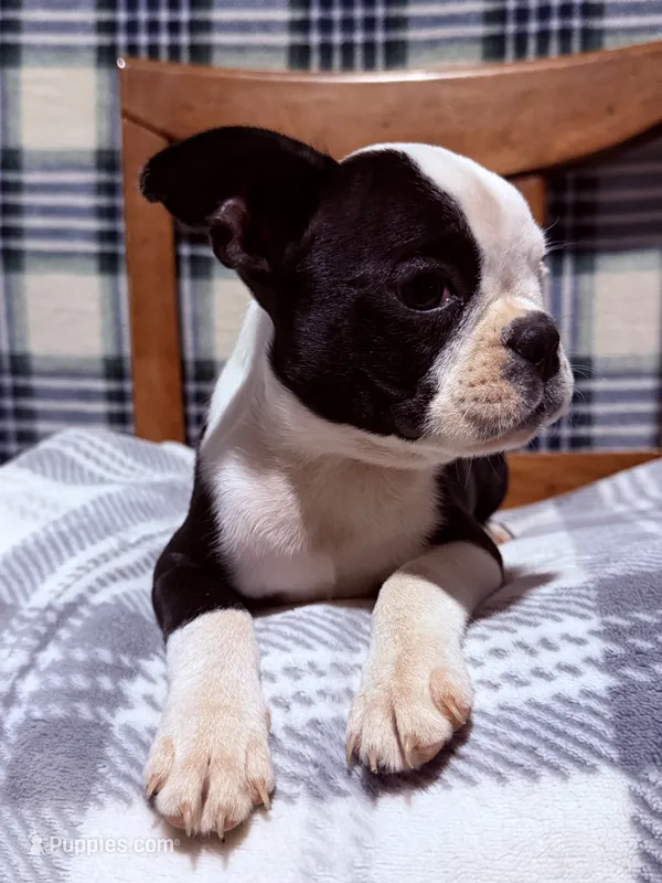 Whimsy – Boston Terrier puppy for sale in Stockton, CA