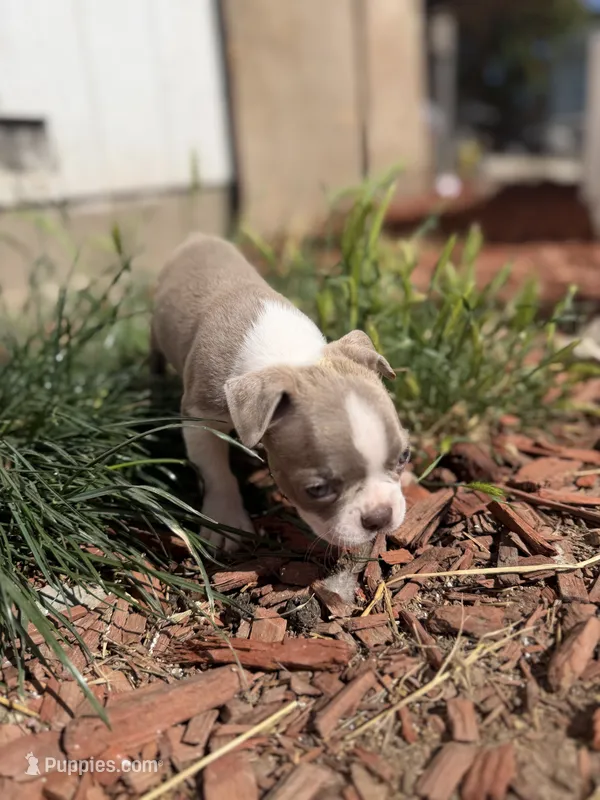 Mochi – Boston Terrier puppy for sale in Stockton, CA